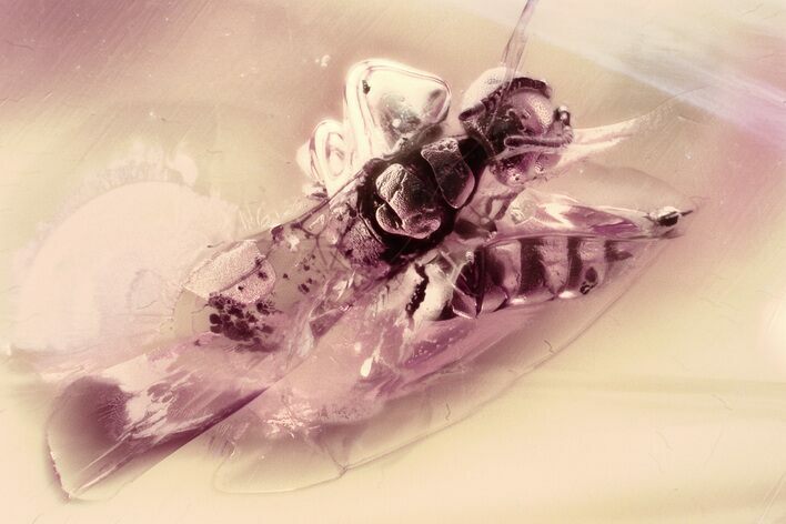 Fossil Wasp, Dark-Winged Fungus Gnat & True Midge in Baltic Amber #330613